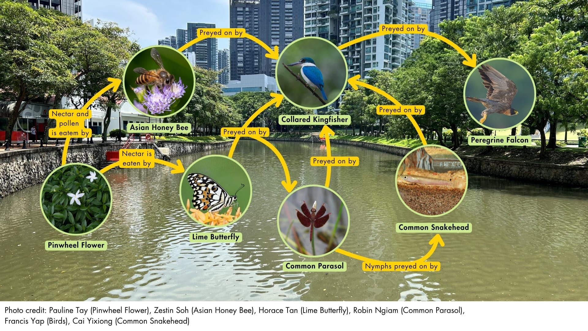 Food webs in park connectors